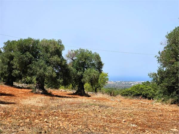Terreno vista mare con ulivi monumentali a Carovigno
