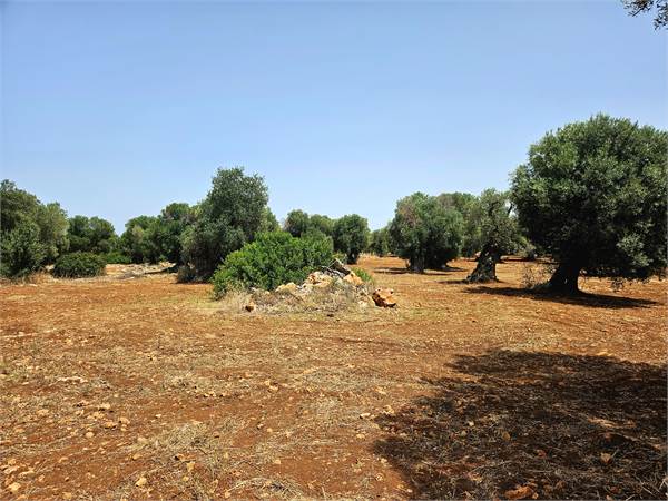 Terreno con ulivi monumentali a Carovigno